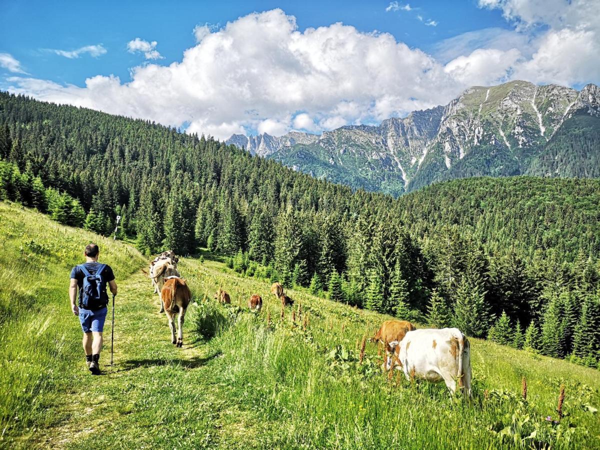 Mountain Lodge Rîşnov Εξωτερικό φωτογραφία